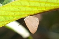 RIODINIDAE, Euselasia bettina